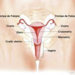 Aparato reproductor femenino