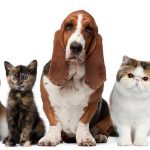 MAscotas para tener en un apartamento