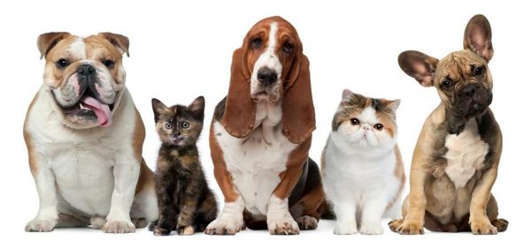 MAscotas para tener en un apartamento