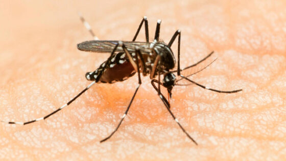 Cómo ahuyentar los mosquitos en verano
