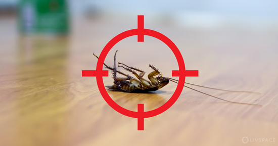 Consejos para eliminar cucarachas sin insecticidas consejos para eliminar cucarachas