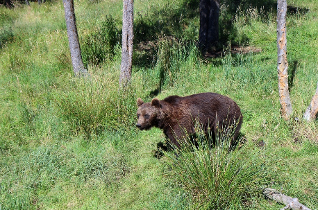 El Hotel Esquirol recomienda el Parc d?animals dels Angles, una actividad ideal para realizar en familia