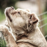 como alejar a los perros y gatos