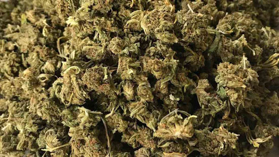 cogollos de cannabis