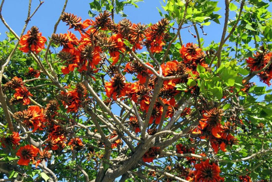 Plantas tipicas de argentina