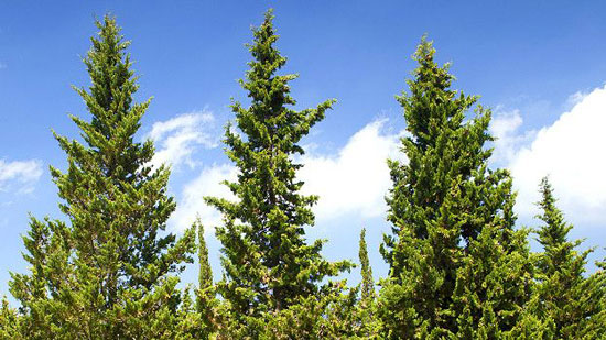 Tipos de plantas en argentina
